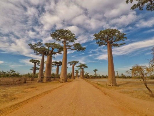 all&eacute;e des baobabs morondava